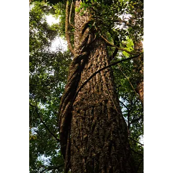 Natural Mahogany Plant